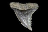 Hemipristis Shark Tooth Fossil - Virginia #71573-1